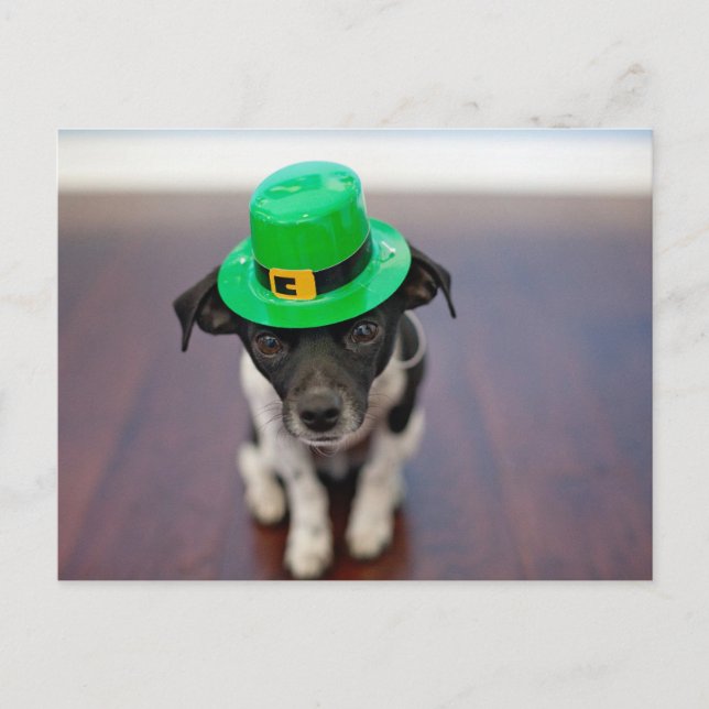 Cute Personalised St patrick's Day Chihuahua Dog Holiday Postcard (Front)
