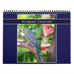 Cute Pet Budgie Parrot Photography 2025 Birds Calendar