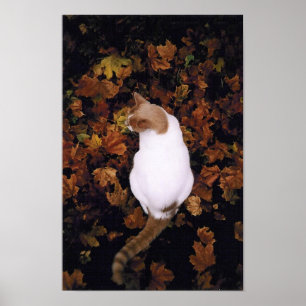 Cute Pet Cat Poster