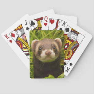Cute Pet Ferret in the Grass Playing Cards