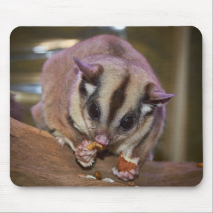 Cute Pet Sugar Glider Eating Mouse Mat