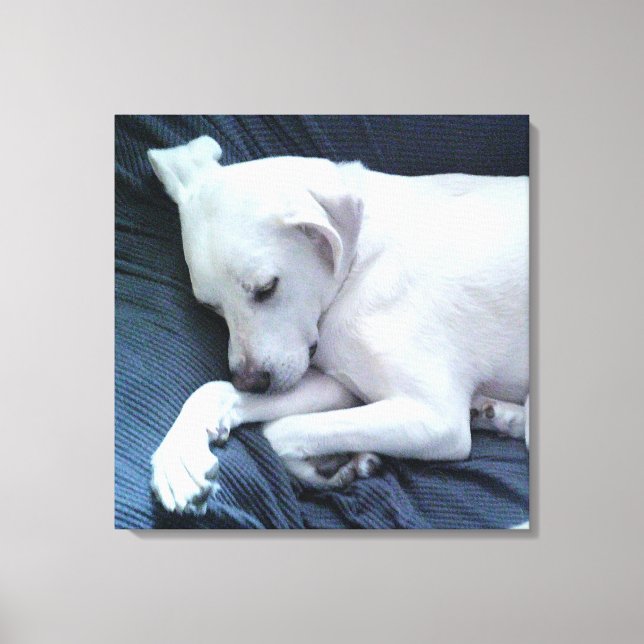 Cute Photo of Beautiful White Dog Resting on Couch Canvas Print (Front)