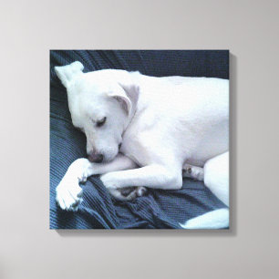 Cute Photo of Beautiful White Dog Resting on Couch Canvas Print