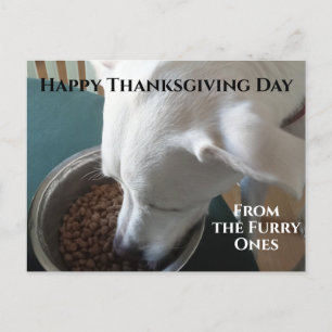 Cute Photo of Hungry Dog Who Can't Wait to Eat Postcard