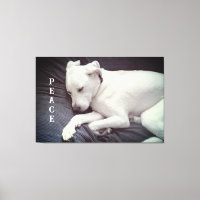 Cute Photo of Peaceful White Puppy Dog Sleeping
