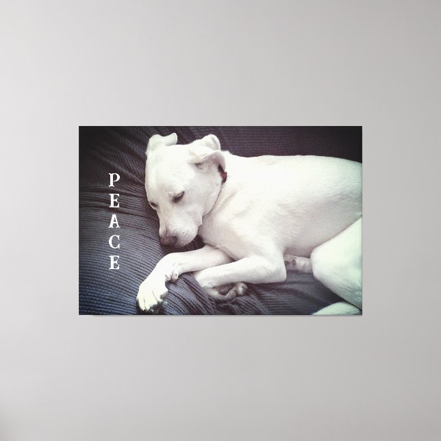 Cute Photo of Peaceful White Puppy Dog Sleeping Canvas Print (Front)