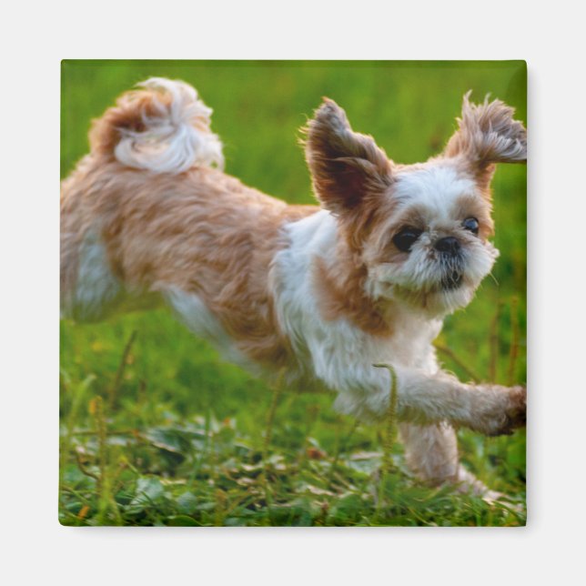 Cute Photo Running Shih Tzu Dog Magnet (Front)