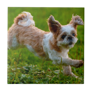 Cute Photo Running Shih Tzu Dog Tile