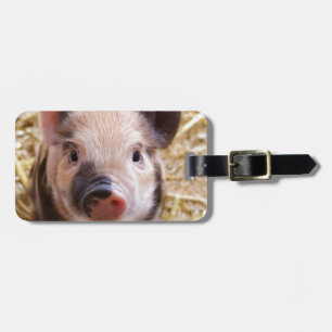 Cute Pic of a baby Pig Luggage Tag