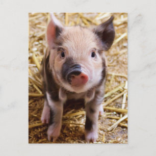 Cute Pic of a baby Pig Postcard