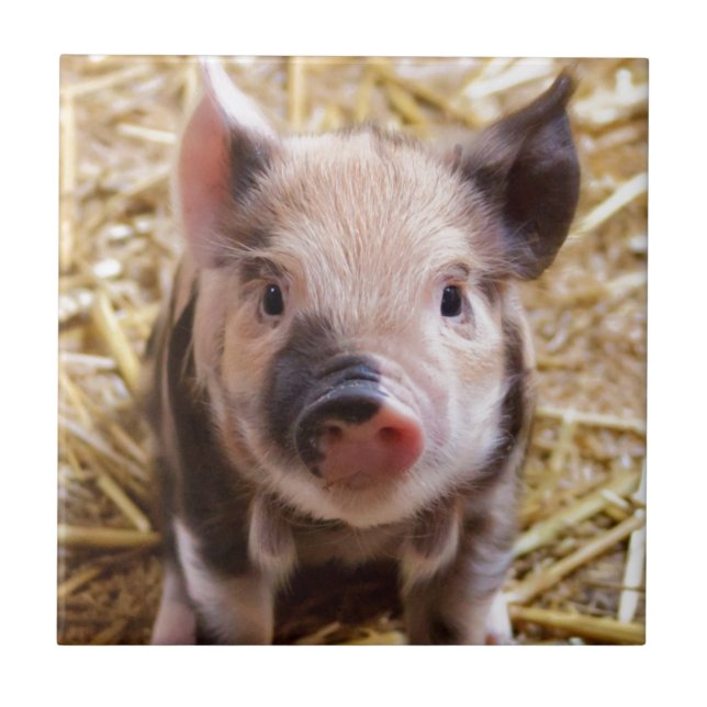 Cute Pic of a baby Pig Tile (Front)