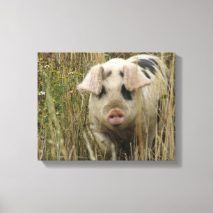 Cute Pig Canvas Print