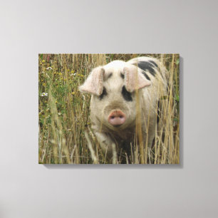 Cute Pig Canvas Print