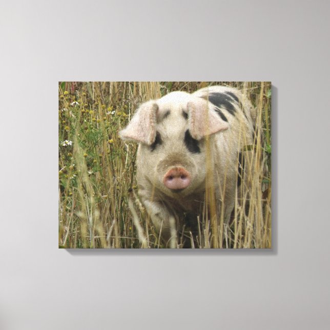 Cute Pig Canvas Print (Front)
