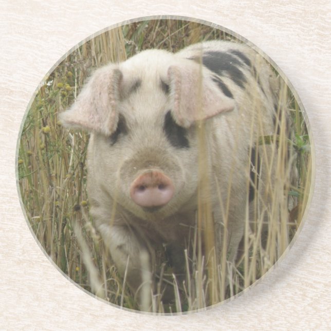 Cute Pig Coasters (Front)