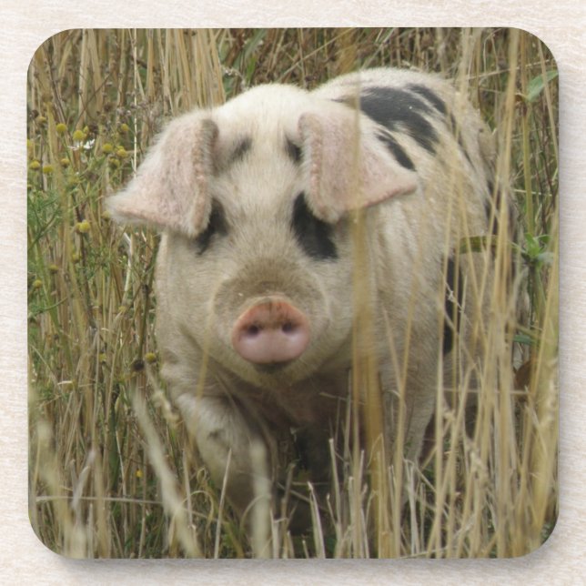 Cute Pig Cork Coaster (Front)