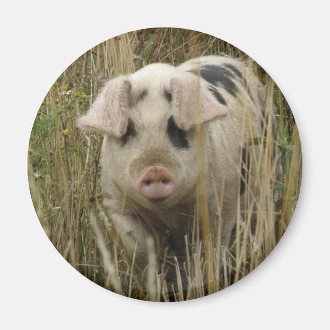Cute Pig Magnet (Front)