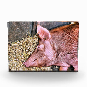 CUTE PIG PHOTO BLOCK