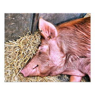 CUTE PIG PHOTO PRINT