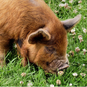 CUTE PIG  PHOTO PRINT