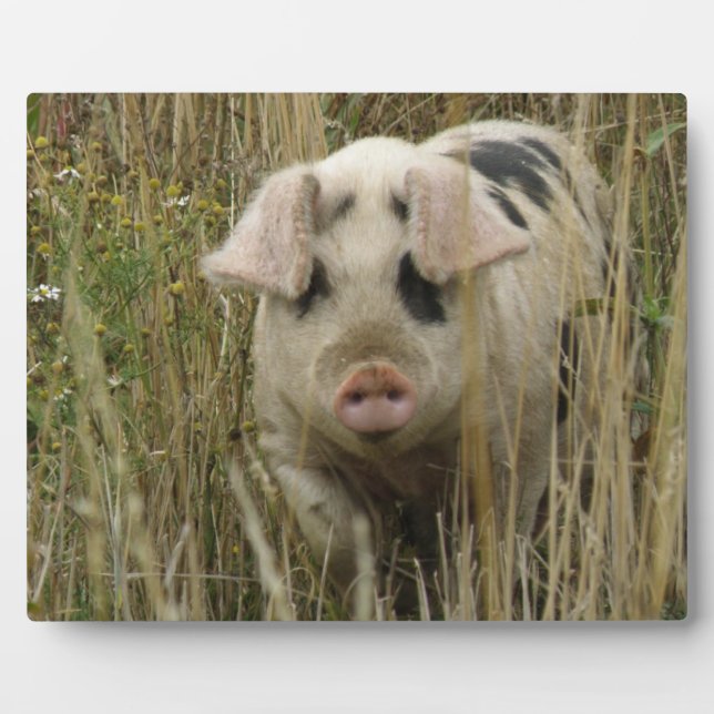 Cute Pig Plaque (Front)