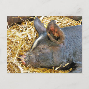 CUTE PIG POSTCARD