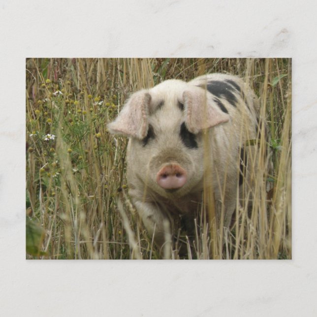 Cute Pig Postcard (Front)