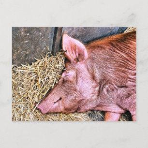 CUTE PIG POSTCARD