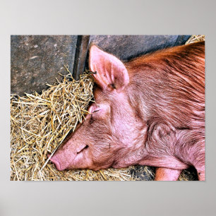 CUTE PIG POSTER