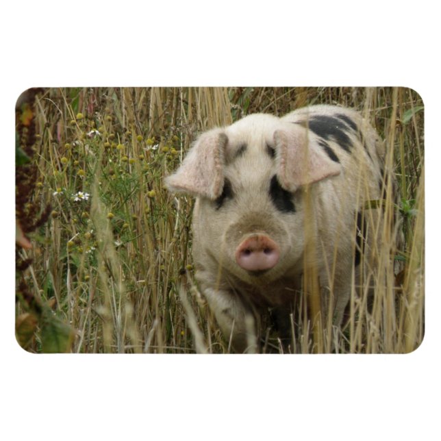 Cute Pig Premium Magnet (Horizontal)