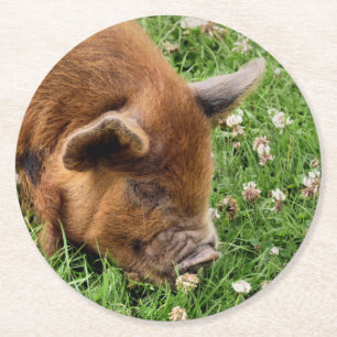 CUTE PIG   ROUND PAPER COASTER