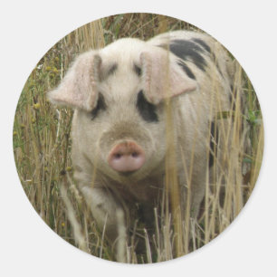 Cute Pig Sticker