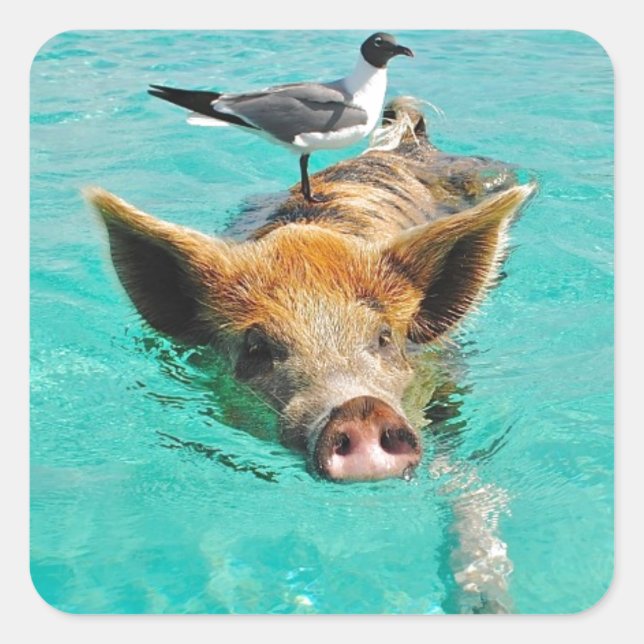 Cute pig swimming in water square sticker (Front)