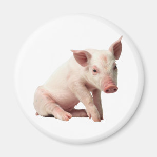 Cute Piglet Magnet