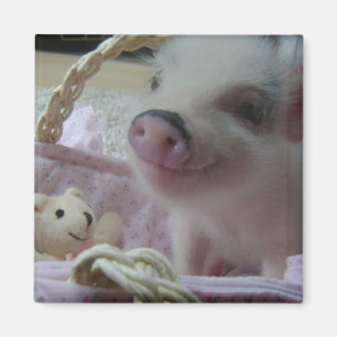 Cute Piglet Magnet