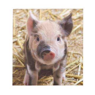 Cute Piglet Notepad