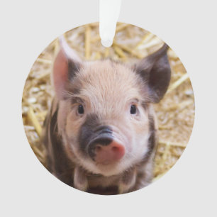 Cute piglet ornament