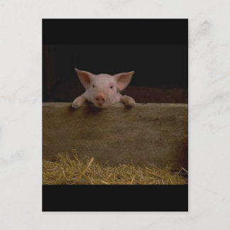 Cute Piglet Postcard