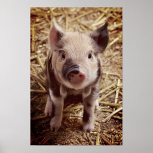Cute Piglet Poster