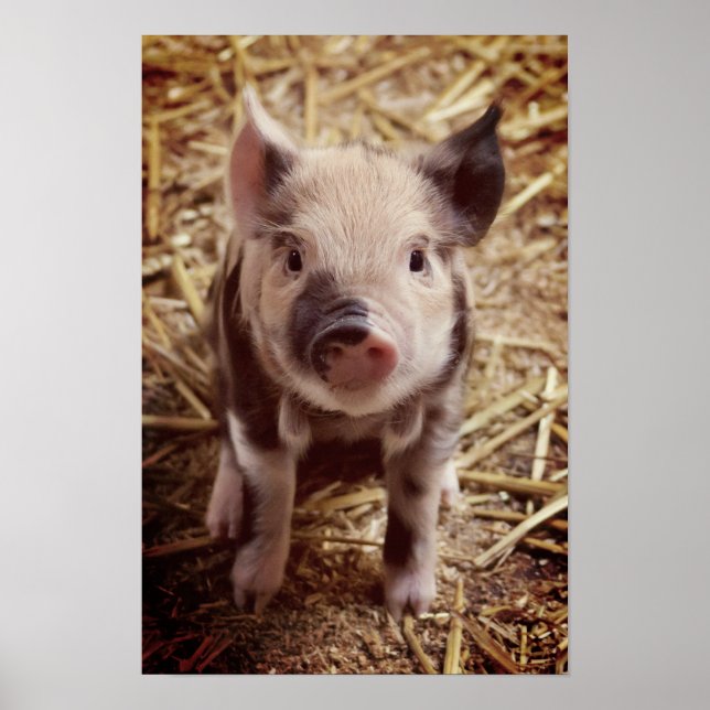 Cute Piglet Poster (Front)