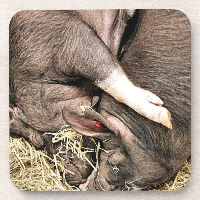 CUTE PIGS COASTER (Front)