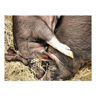 CUTE PIGS PHOTO PRINT