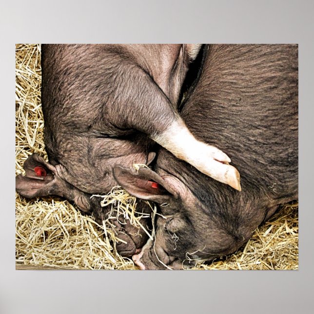 CUTE PIGS POSTER (Front)