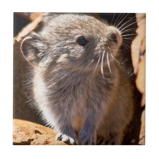 Cute Pika Photo for Your Kitchen Tile (Front)