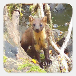 Cute Pine Marten on Fallen Tree Woodland Wildlife  Square Sticker