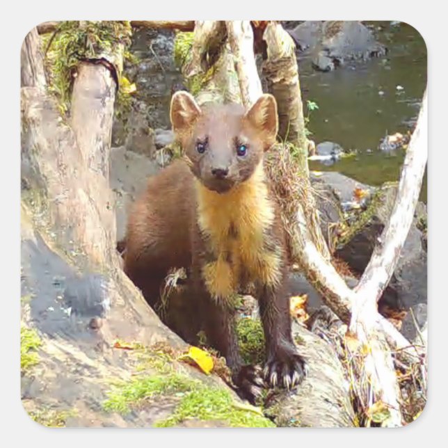 Cute Pine Marten on Fallen Tree Woodland Wildlife  Square Sticker (Front)