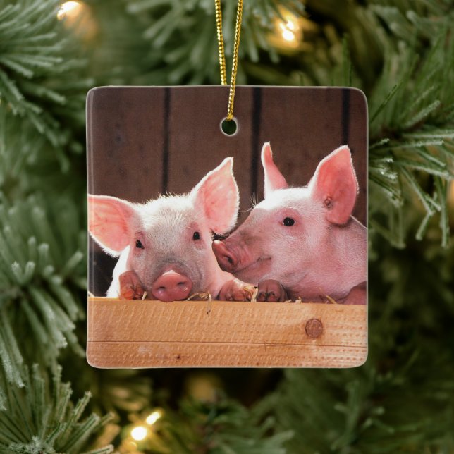 Cute Pink Piglets Animal Photograph Ceramic Ornament (Tree)