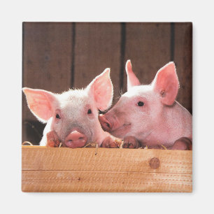 Cute Pink Piglets Animal Photograph Magnet