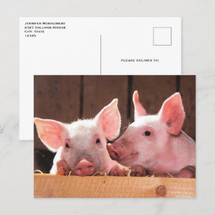 Cute Pink Piglets Animal Photograph Postcard