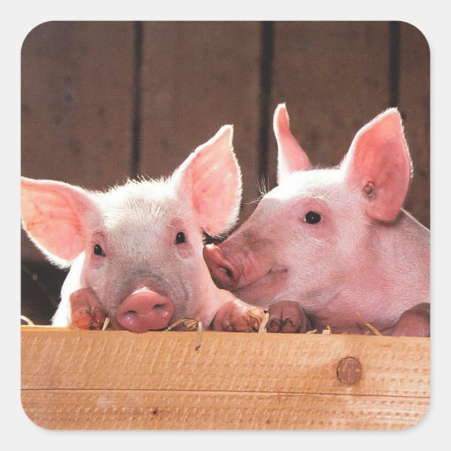 Cute Pink Piglets Animal Photograph Square Sticker (Front)